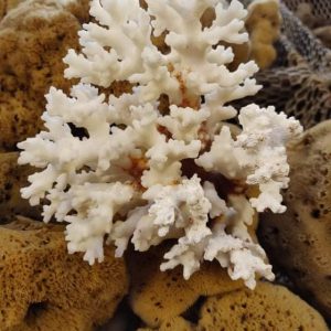 White Coral (7.5 inch)