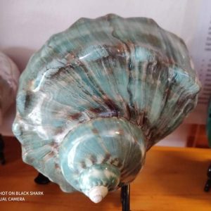 Turbo Marmaoratus Shell (6 inch)