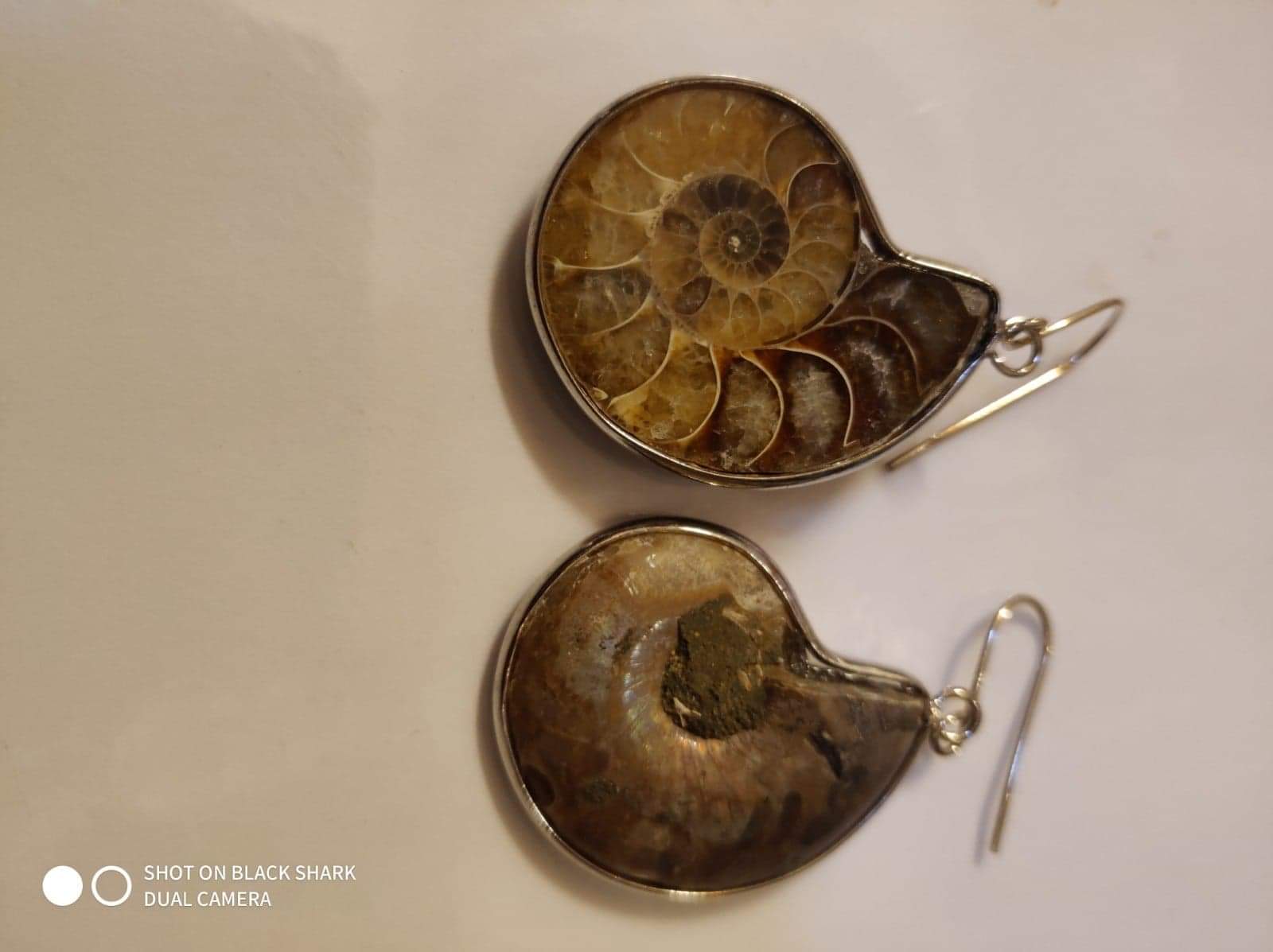 Ammonite on sale fossil earrings