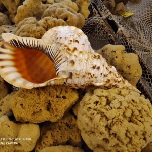 Rare Triton Shell (15-16 inch)