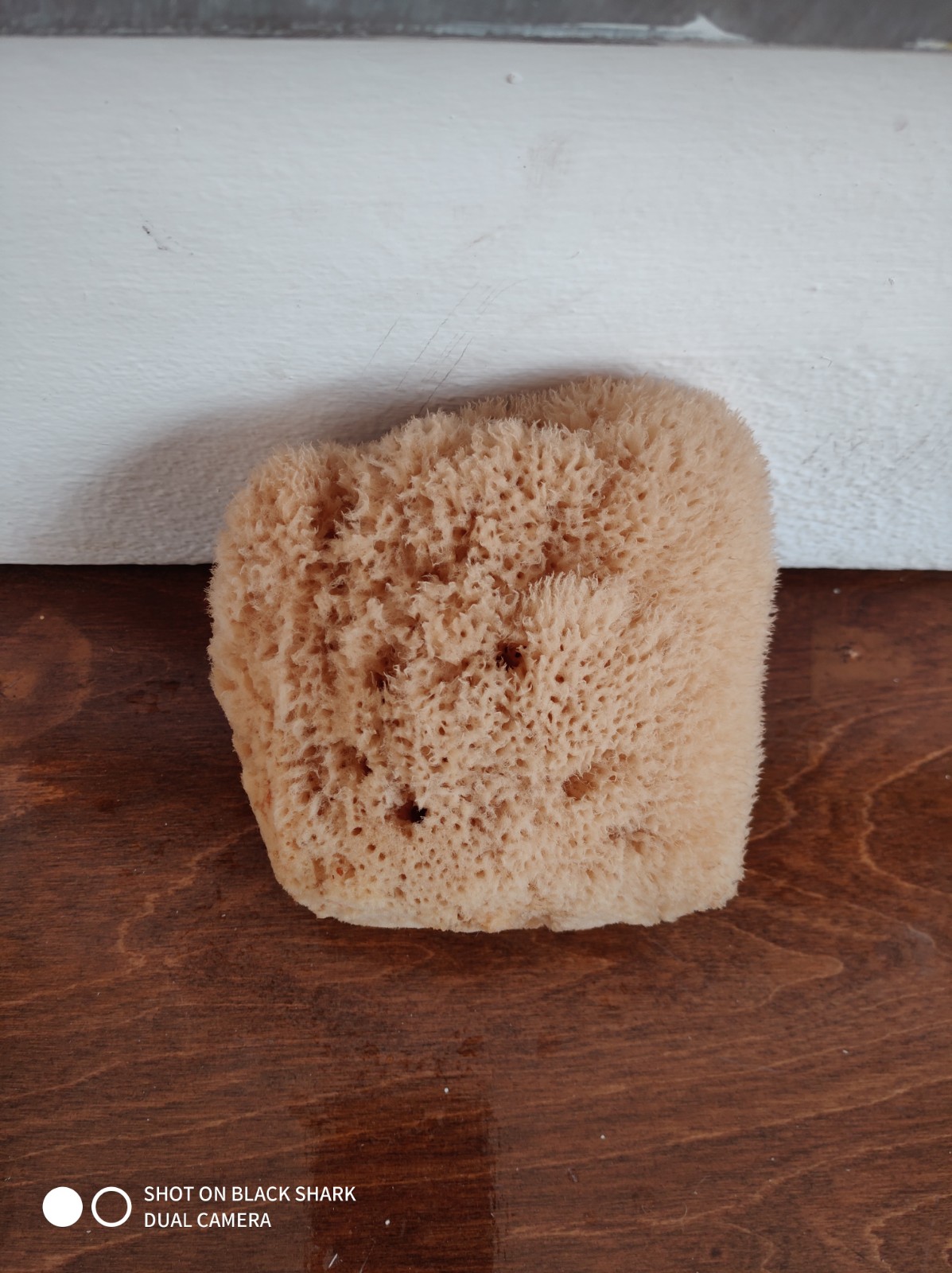 Silk Sponge (6 Inch)