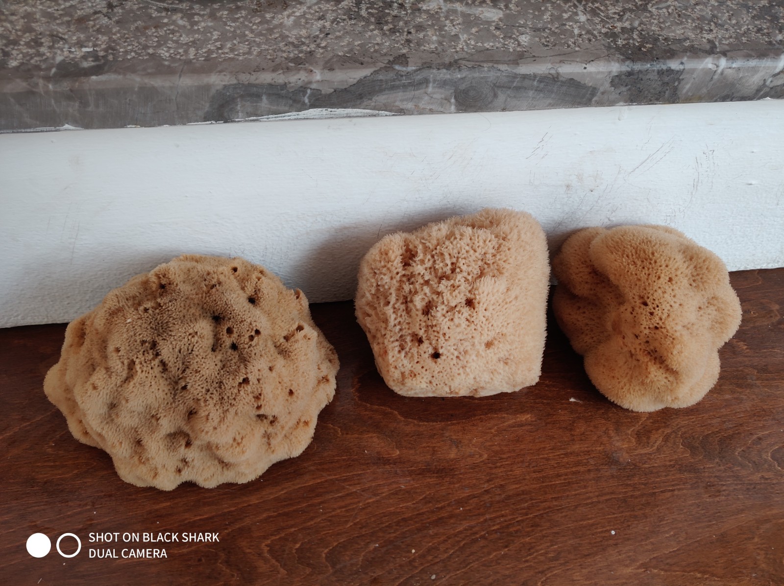 Silk Sponge (8 Inch) - Image 2