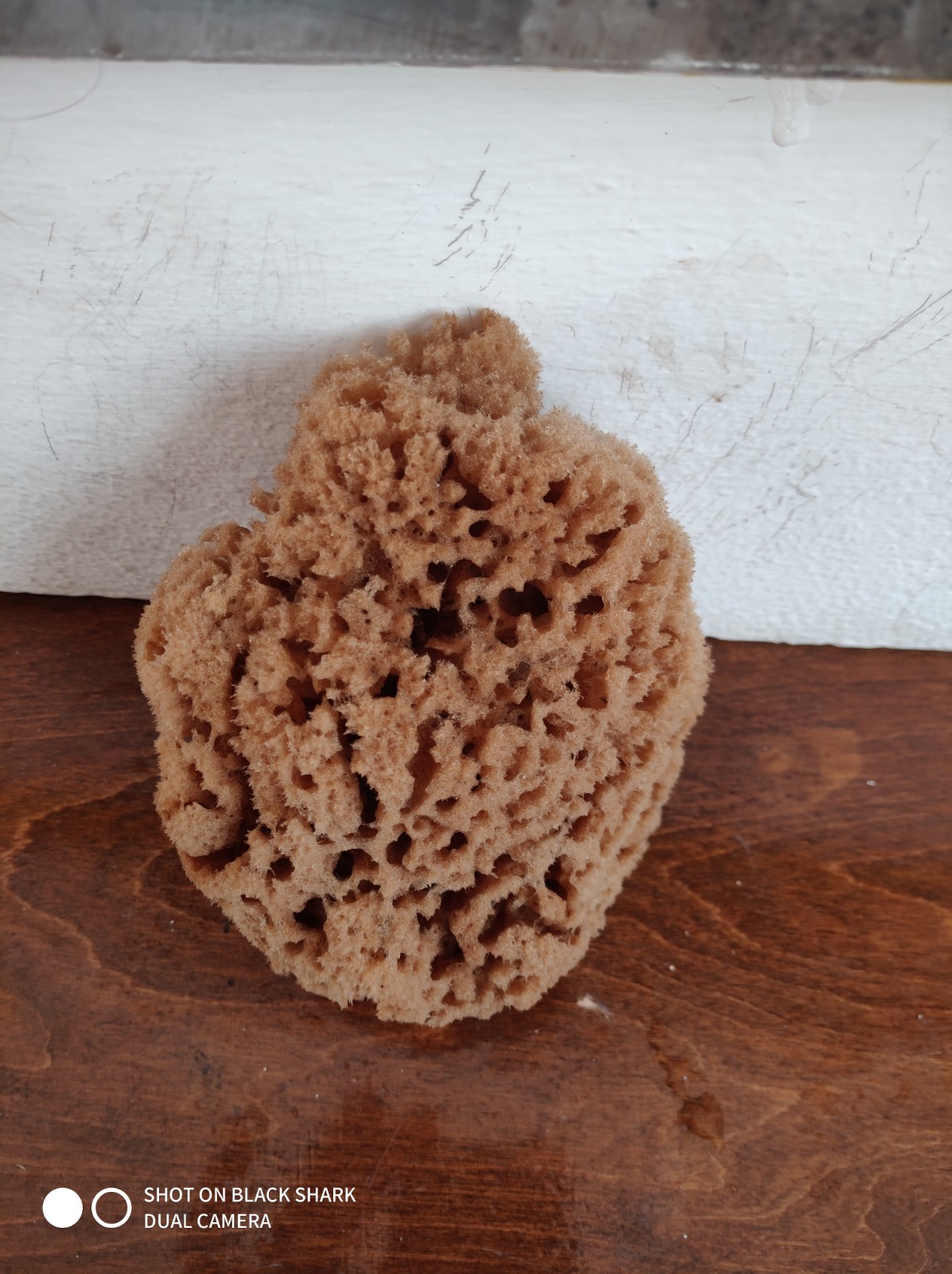Peeling/Exfoliating Sponge (5 Inch)