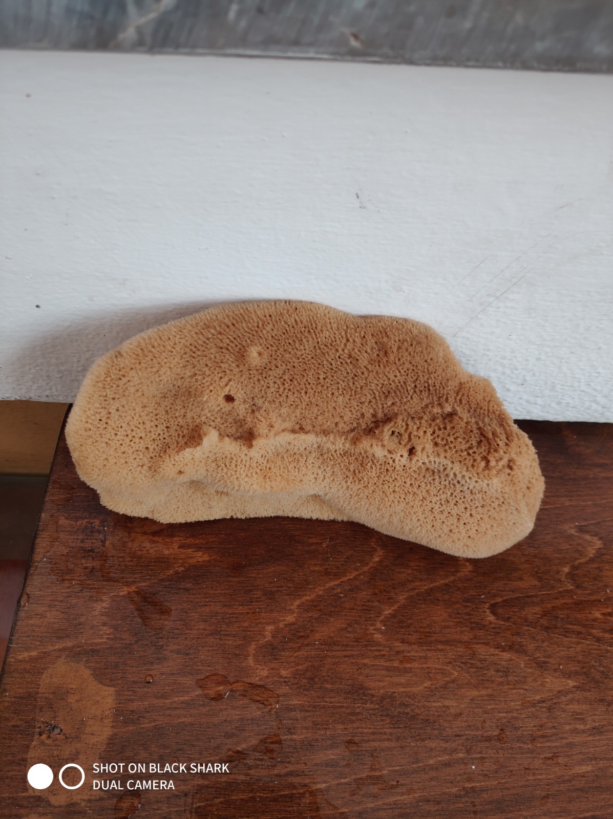 Elephant Ear Natural Dermatological Sponge (4.5 Inch)
