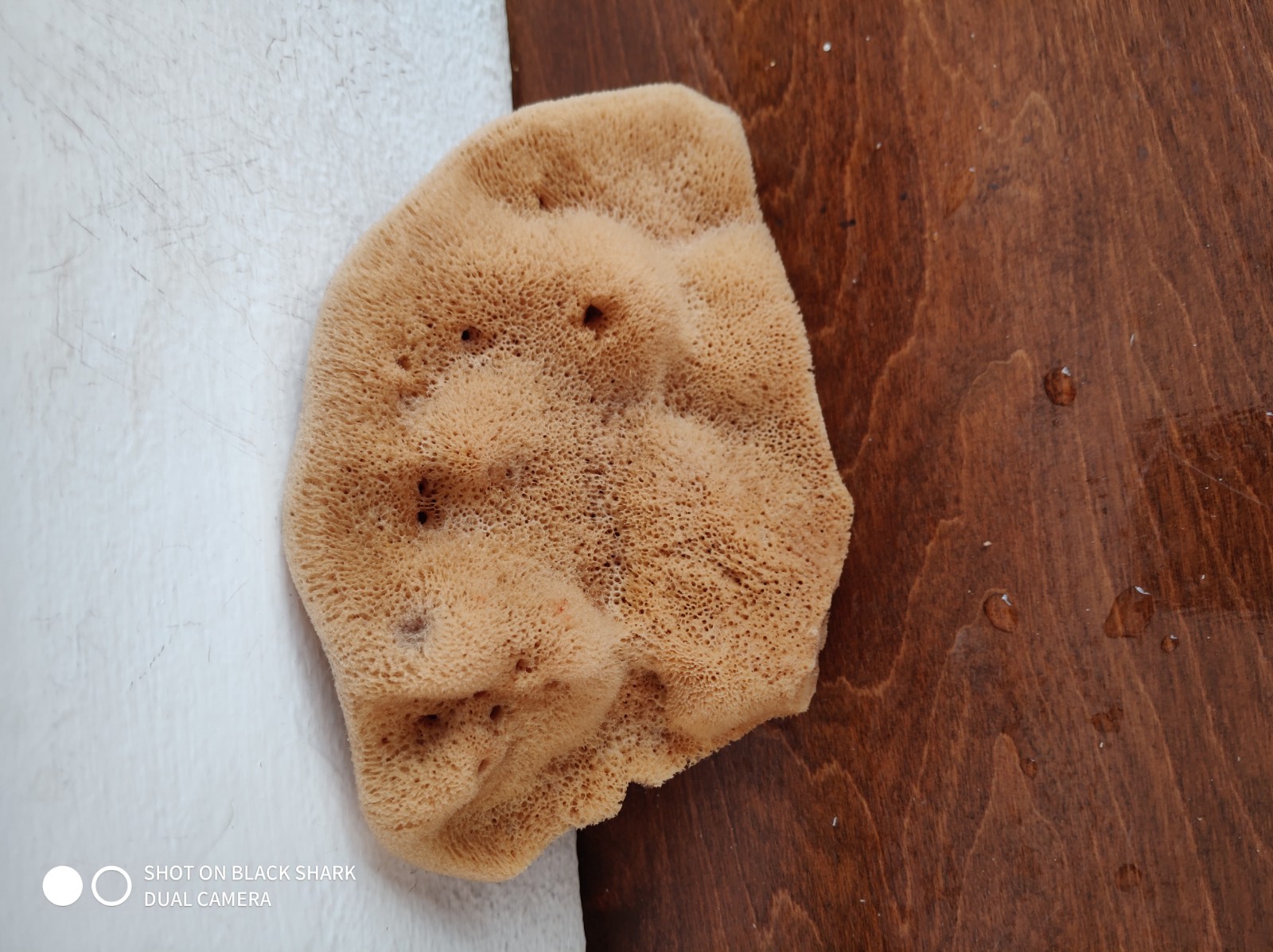 Elephant Ear Natural Dermatological Sponge (5.5 Inch)