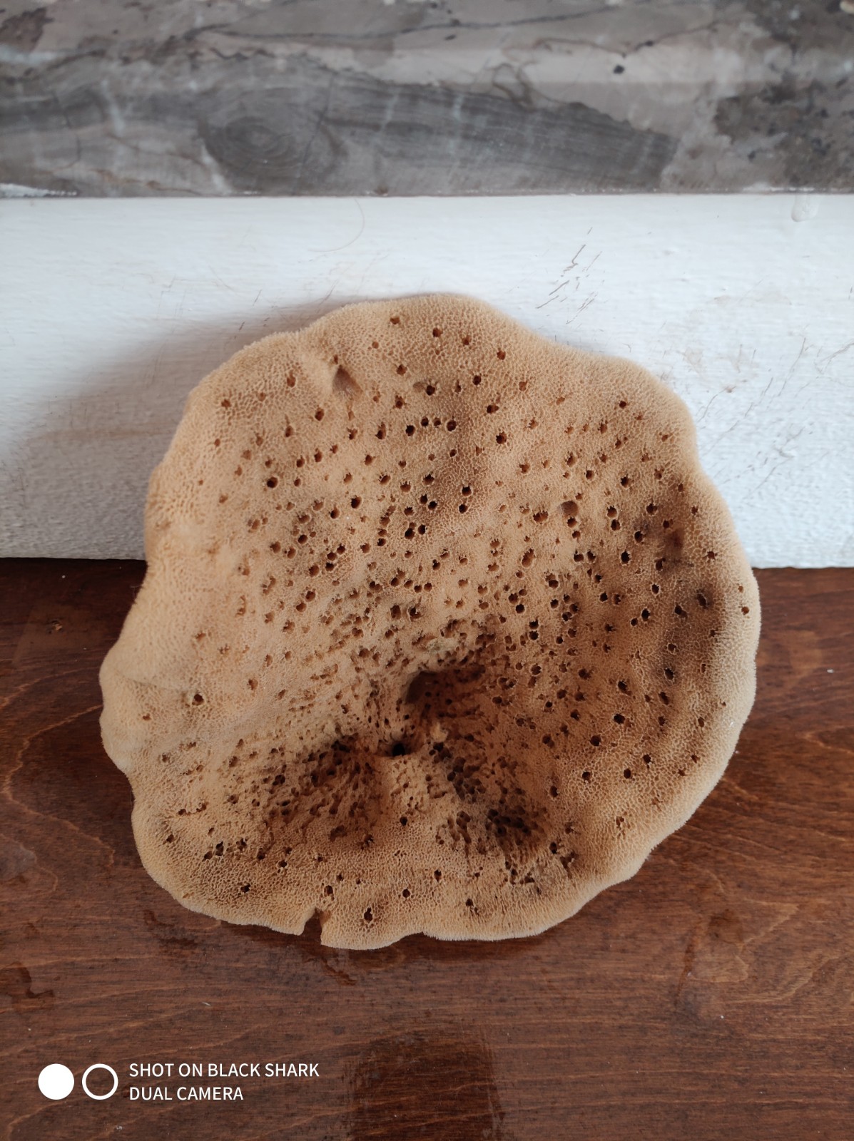 Elephant Ear Sponge (8 Inch)