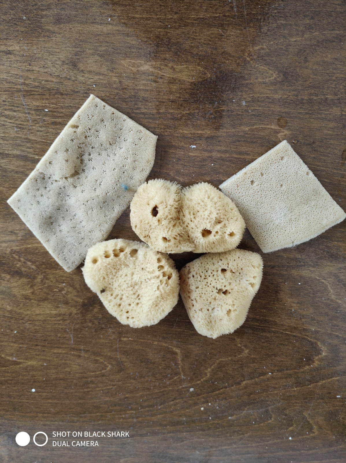Face Sponges (one size)