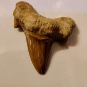 Shark Tooth Fossil (1.5 inch)