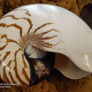 Nautilos Shell (7 inch)