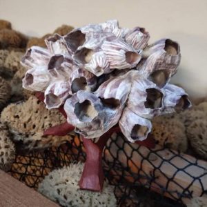 Red Coral (10 inch)