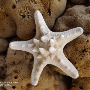 Starfish (Small)